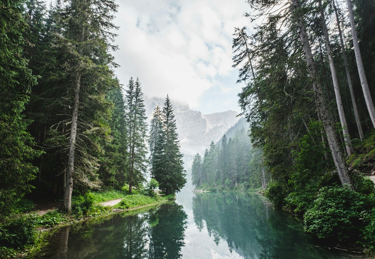 Sunlight filtering through a green forest